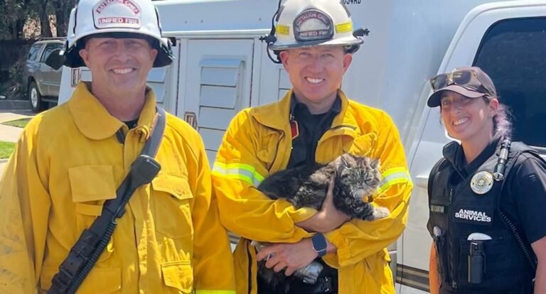 Cat Named ‘Toast’ Survives Intense Heat of 4-Alarm Fire By Hiding in Closet Cat Named ‘Toast’ Survives Intense Heat of 4-Alarm Fire By Hiding in Closet
