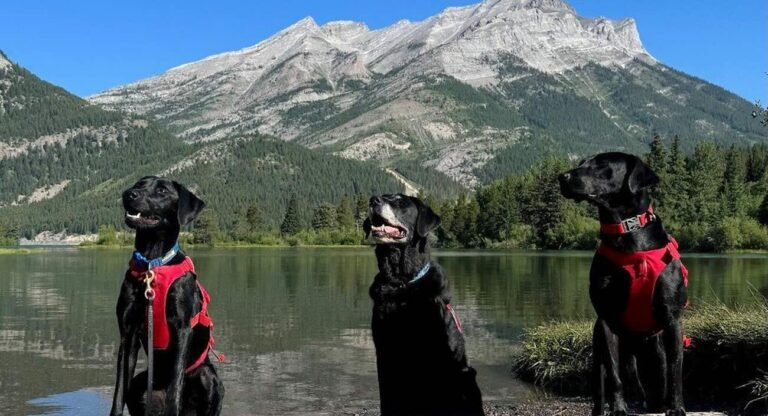 Do-Good Dogs Fight Invasive Mussels as ‘Conservation Canines’ Do-Good Dogs Fight Invasive Mussels as ‘Conservation Canines’