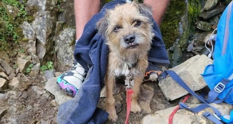 Dog Lost on 3rd Tallest Peak in England Finally Found After Three Weeks on Steep Ravine Dog Lost on 3rd Tallest Peak in England Finally Found After Three Weeks on Steep Ravine