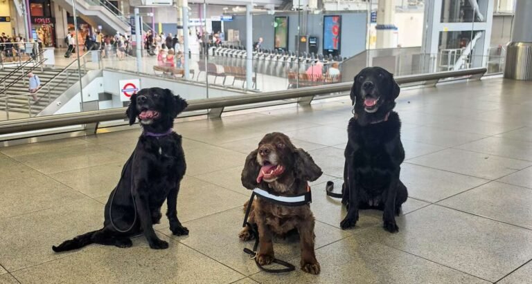 Dogs Provide Security and Comfort at Busy Train Station in ‘British First’ Dogs Provide Security and Comfort at Busy Train Station in ‘British First’