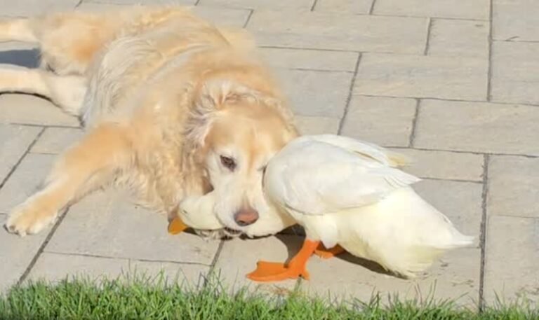 Duck Becomes Emotional Support Animal That Unexpectedly Heals a Golden Retriever (WATCH) Duck Becomes Emotional Support Animal That Unexpectedly Heals a Golden Retriever (WATCH)