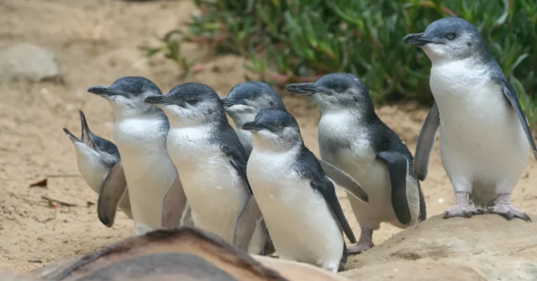 Experts to catch 5,000 penguins, vaccinate them against bird flu Search