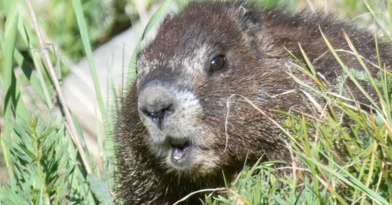 Fat Marmot Week is here. Vote for your favorites Search