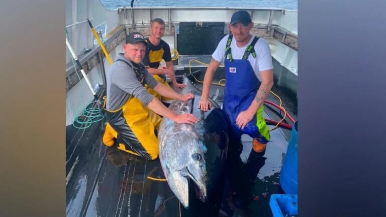 First Bluefin Tuna Caught in North Sea in 60 Years Is Sign of Healthy Ecosystem First Bluefin Tuna Caught in North Sea in 60 Years Is Sign of Healthy Ecosystem