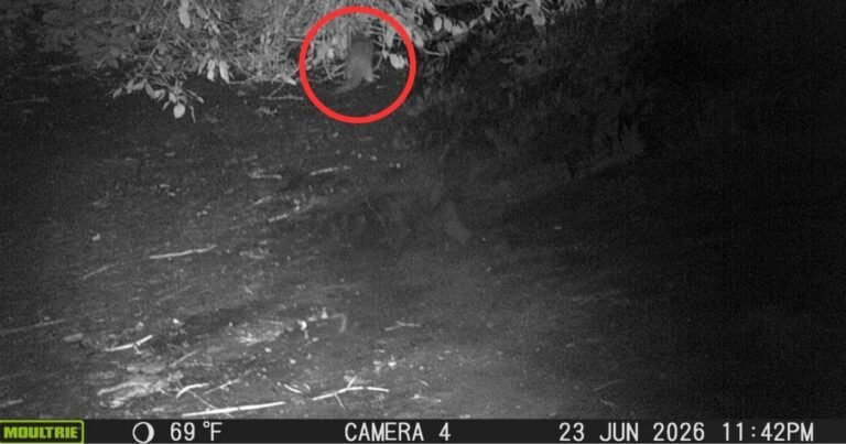First River Otter Spotted in the Bronx in 100 Years Along the Bronx River First River Otter Spotted in the Bronx in 100 Years Along the Bronx River