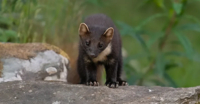 First wild pine martens born in UK in a century Search
