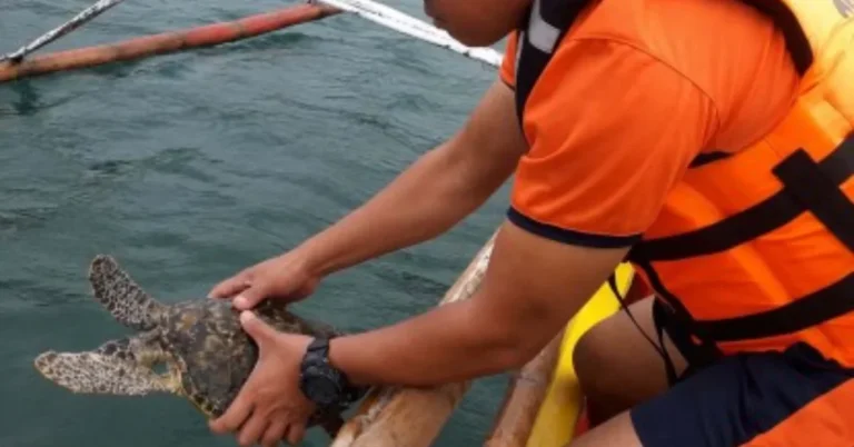 Fisherman’s quick thinking saves endangered sea turtle Search