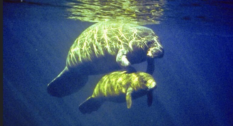 Fishing Guide Dials 911 for Entangled Manatee, Leading to Rescue While Calf Watches Fishing Guide Dials 911 for Entangled Manatee, Leading to Rescue While Calf Watches