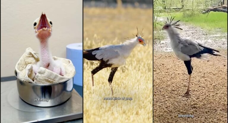 Five Endangered Secretarybird Chicks Hatch in Major Conservation First Five Endangered Secretarybird Chicks Hatch in Major Conservation First