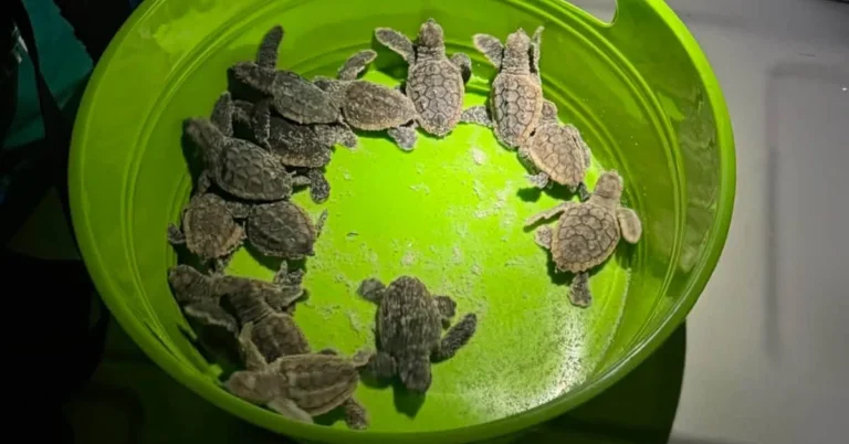 Florida police rescue 75 ‘confused’ baby sea turtle hatchlings Search