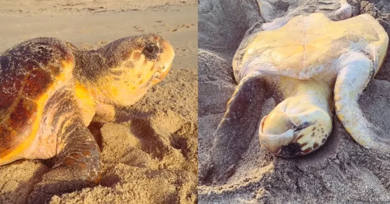 Florida runner stops to save massive loggerhead sea turtle Search