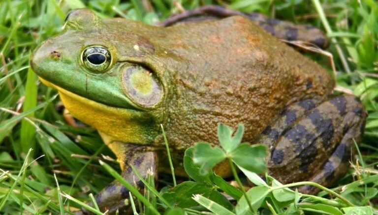 Frogs Produce a Protein That Counters Deadly Shellfish Toxin That’s Being Tested as an Antidote in Humans Frogs Produce a Protein That Counters Deadly Shellfish Toxin That's Being Tested as an Antidote in Humans