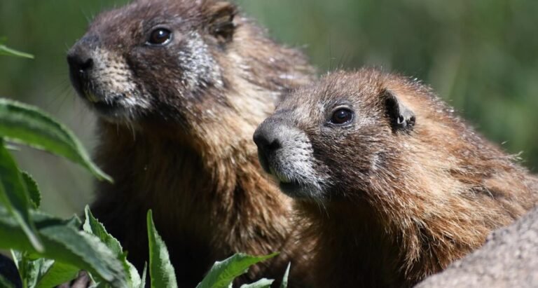 Good-Humored Scientists Create ‘OnlyMarms’ Page to Boost Marmot Conservation and Donations Good-Humored Scientists Create ‘OnlyMarms’ Page to Boost Marmot Conservation and Donations