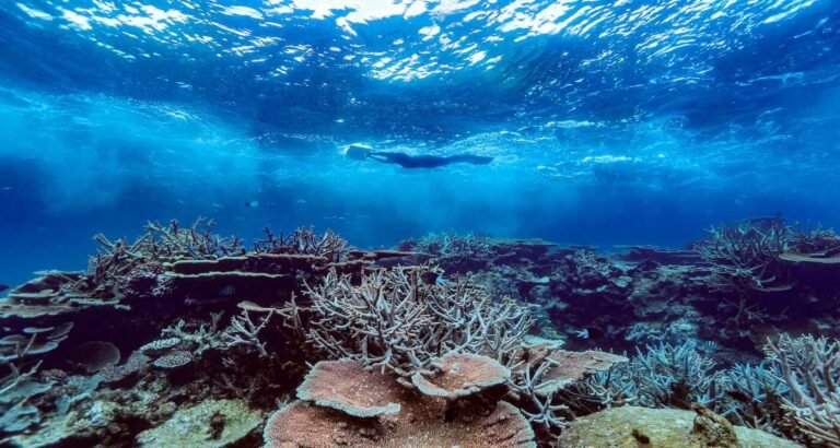 Great Barrier Reef’s Recovery From Bleaching is Aided by Monsoon Great Barrier Reef's Recovery From Bleaching is Aided by Monsoon