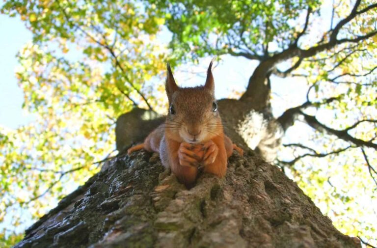 How rewilding could help stop the spread of Britain’s wildfires How rewilding could help stop the spread of Britain’s wildfires
