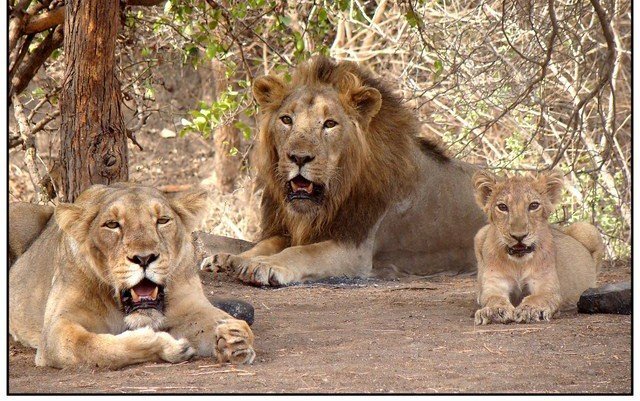 India’s Lion Populations Increase 70%, Total Habitat by 15% Over the Last Decade India’s Lion Populations Increase 70%, Total Habitat by 15% Over the Last Decade