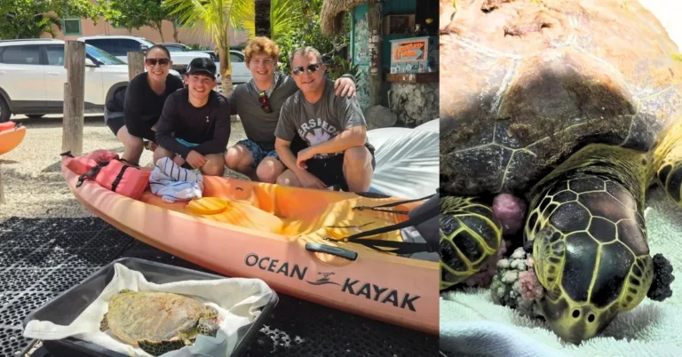 Kayak guide interrupts tour to save sea turtle in distress Search