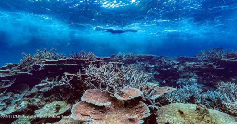 Late summer monsoon leads to ‘signs of recovery’ in Great Barrier Reef Search