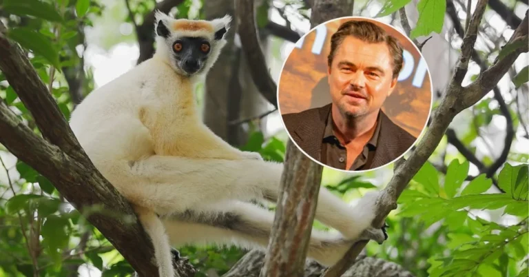 Leo DiCaprio wants to save 100 of the world’s most endangered species Search
