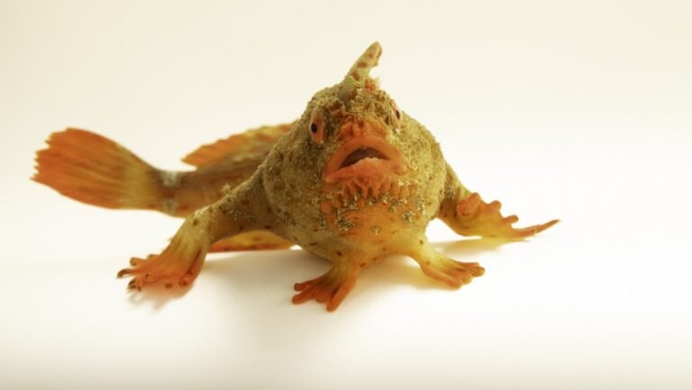 ‘Like a Moody Punk Rocker,’ the Red Handfish is National Geographic’s 18,000th Species Photographed 'Like a Moody Punk Rocker,' the Red Handfish is National Geographic's 18,000th Species Photographed