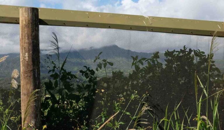 Longest Predator Exclusion Fence in the Pacific Protects Thousands of Ground-Nesting Seabirds