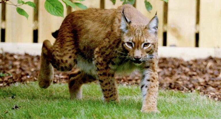 Lynx Rescued in War-torn Ukraine Walks on Grass for the First Time (WATCH) Lynx Rescued in War-torn Ukraine Walks on Grass for the First Time (WATCH)