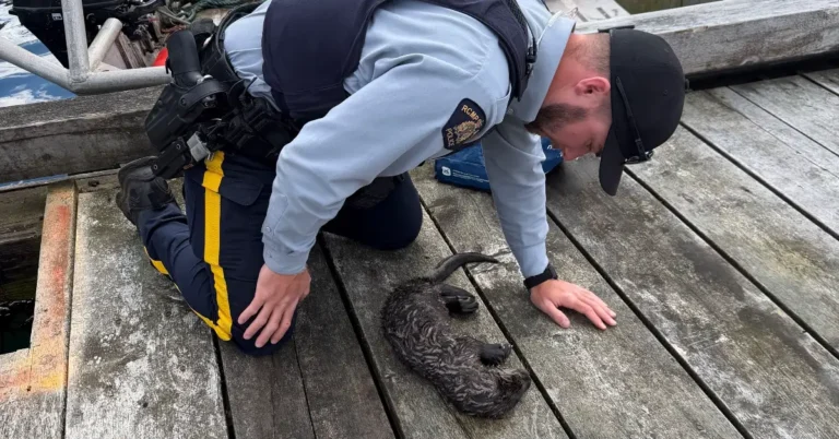 Man saves otter strangled by fishing net with CPR Search