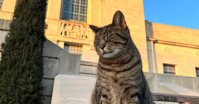 Nebraskans campaign for cat statue outside state Capitol Search
