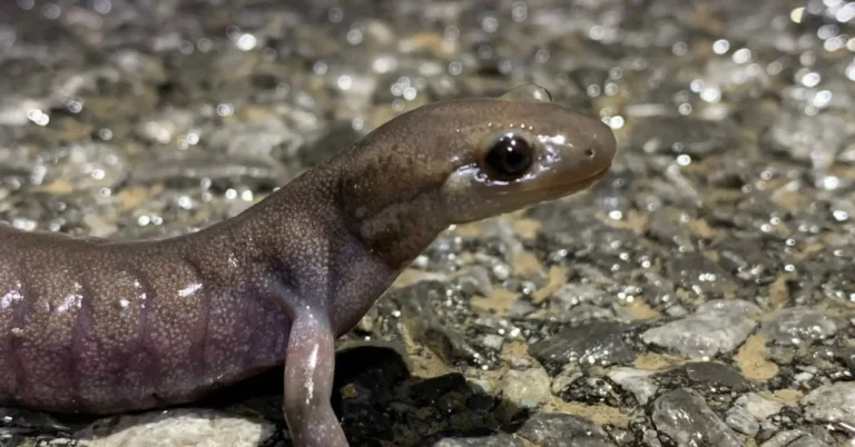 New Hampshire city builds tunnels just for salamanders Search