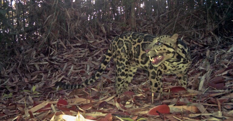 New Images Capture the Oldest-Known Sunda Clouded Leopard–an 8-yo Huntress with All Her Teeth New Images Capture the Oldest-Known Sunda Clouded Leopard–an 8-yo Huntress with All Her Teeth