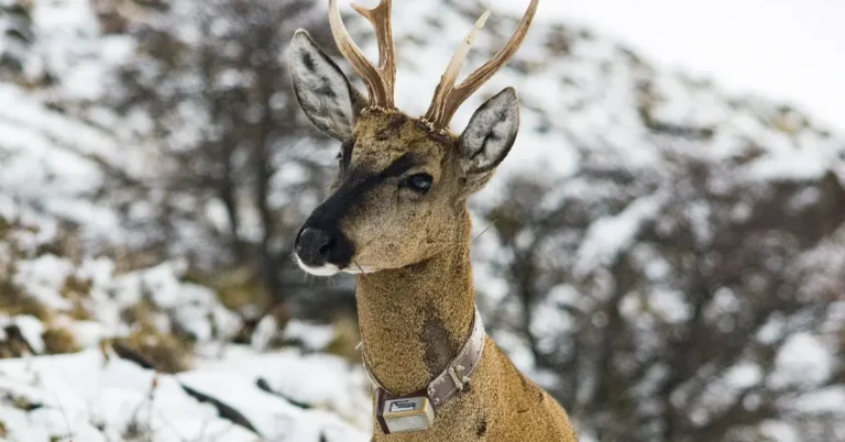New care center set up to save endangered huemul deer Search