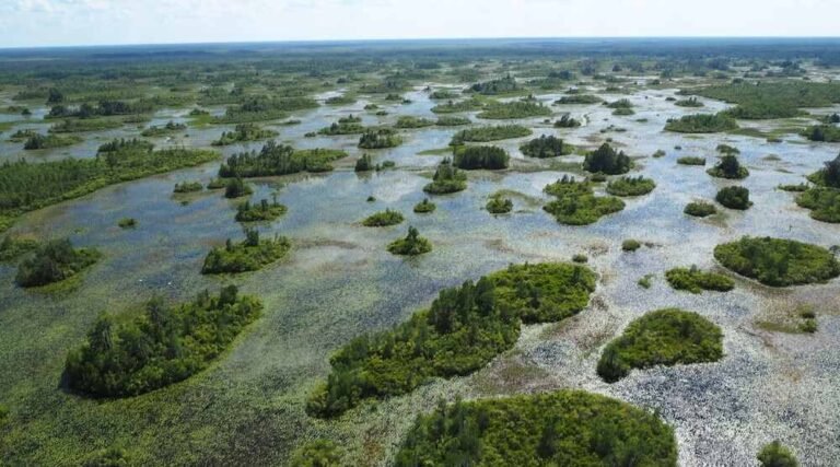 Okefenokee Swamp Clinches World Heritage Status, Joining Ranks of Top Natural Wonders Okefenokee Swamp Clinches World Heritage Status, Joining Ranks of Top Natural Wonders