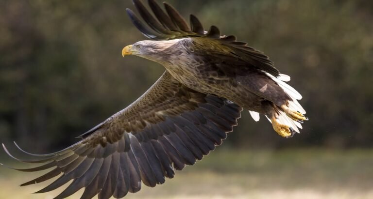 Once Gone From Ireland, Majestic Sea Eagles Continue Their Comeback with Rare New Chick Once Gone From Ireland, Majestic Sea Eagles Continue Their Comeback with Rare New Chick