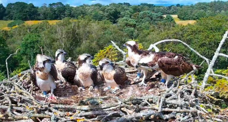 Ospreys Recover Thanks to ‘Pioneering Pairs’ Who Nest Away From Main Population Ospreys Recover Thanks to ‘Pioneering Pairs’ Who Nest Away From Main Population