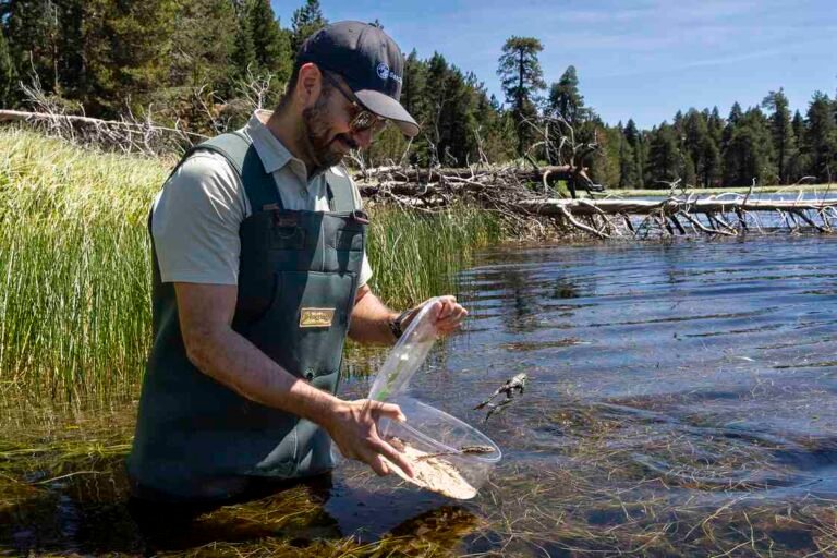 Over 3,000 Endangered Yellow-Legged Frogs and Tadpoles Unleashed to Reclaim SoCal Mountains Over 3,000 Endangered Yellow-Legged Frogs and Tadpoles Unleashed to Reclaim SoCal Mountains
