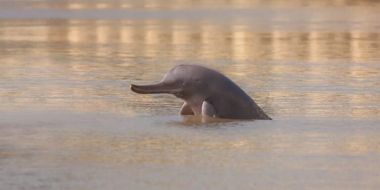 Pakistan Combines River Dolphin Sanctuaries Along the Indus River, Protecting 250 Miles of Habitat Pakistan Combines River Dolphin Sanctuaries Along the Indus River, Protecting 250 Miles of Habitat