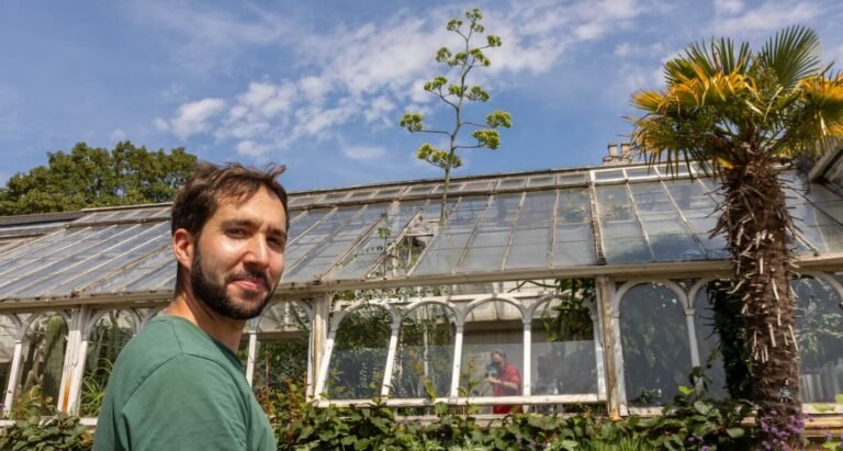 Plant’s First Flower is ‘Death Bloom’ So Tall the Greenhouse Had to Remove Ceiling Panels Plant’s First Flower is ‘Death Bloom’ So Tall the Greenhouse Had to Remove Ceiling Panels