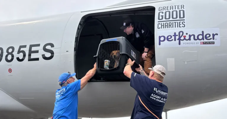 Rescue flights bring 100+ pets across the country to be adopted Search