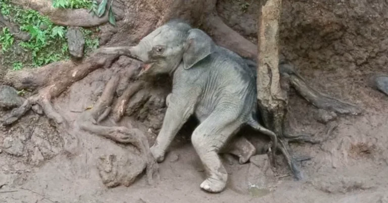 Rescues save baby elephant in Thailand Search