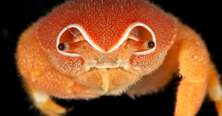 Researchers find 149 new species in deep-sea expedition Search
