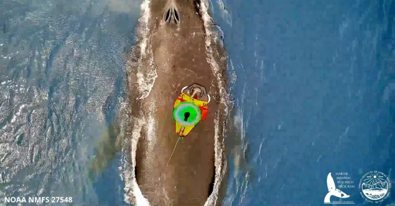 Researchers use drones with suction cups to tag whales Search