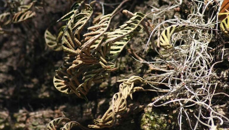 Resurrecting Plant Inspires 'Fridge Free' Vaccines That Could Save the Millions of Doses Wasted Annually