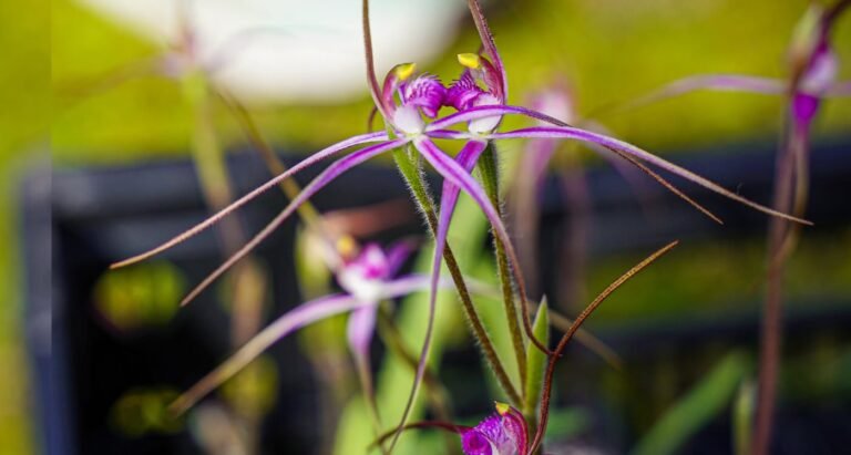 Scientists and Volunteers Take Big Step Towards Saving Rare 'Cryptic' Australian Orchid