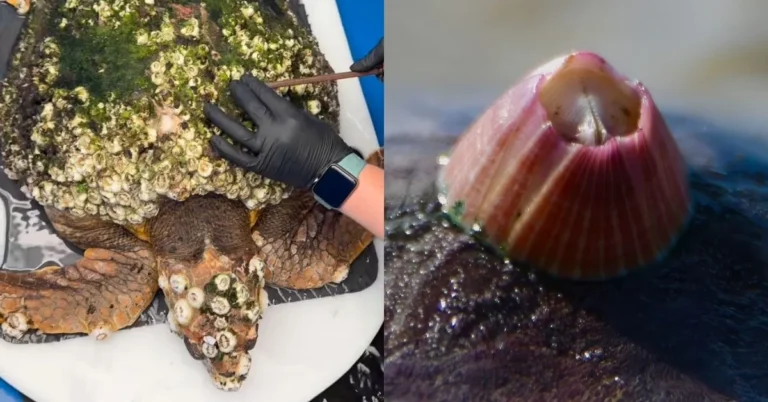 See barnacles removed from sea turtle’s shell in ‘satisfying’ video Search