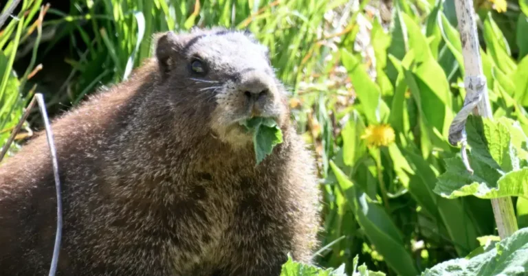 See the contenders for the first-ever Fat Marmot Week Search