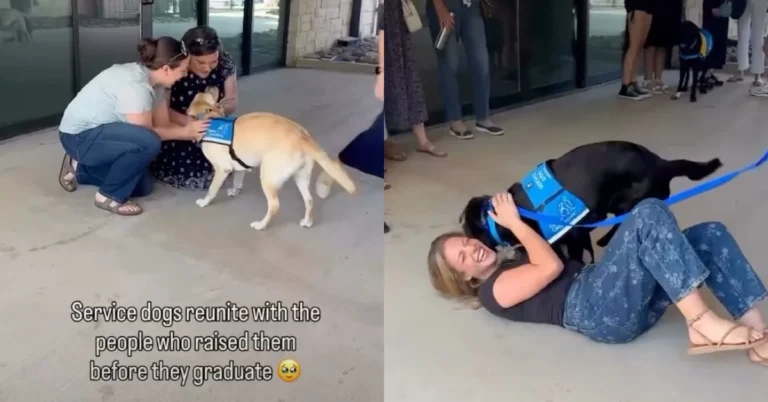 Service dogs reunite with volunteers who raised them Search