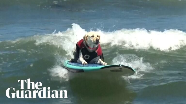 Surf’s Up for Pups at World Dog Surfing Championship Where Rosie Leads the Pack (Video) Surf’s Up for Pups at World Dog Surfing Championship Where Rosie Leads the Pack (Video)