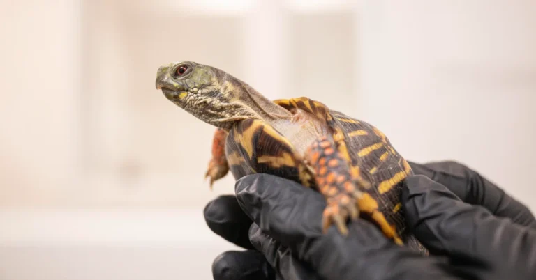 The Bronx Zoo has rescued 800 turtles from illegal wildlife trade Search