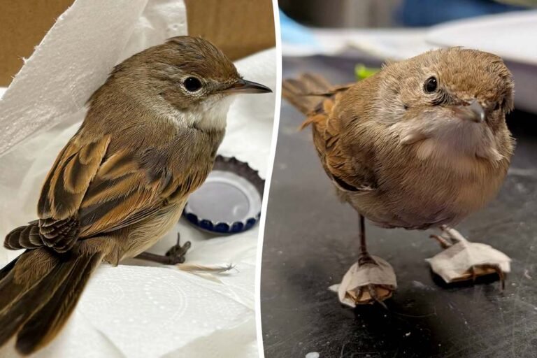 Threatened Bird Species Given Tiny Foot Casts to Help Recovery After Hit by Car