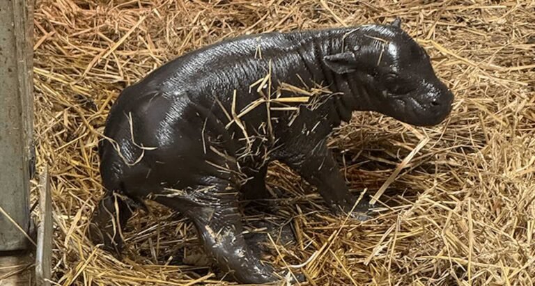 Toronto Zoo Celebrates Birth of Endangered Pygmy Hippo – The Pictures and Video are Adorable Toronto Zoo Celebrates Birth of Endangered Pygmy Hippo – The Pictures and Video are Adorable